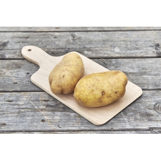 Kartoffeln Agria ( festkochend )