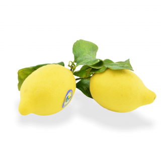 Zitronen mit Blatt unbehandelt - Täglich frische Zitronen mit Blatt unbehandelt von unserem Bio und Knospe zertifiziertem Gemüse