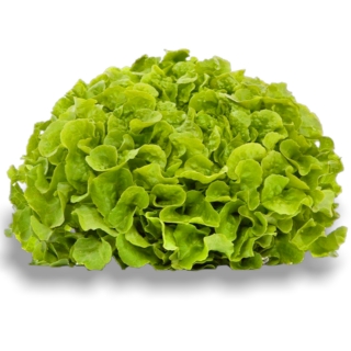 BIO Eichblattsalat Grün - Täglich frische Birnen Kaiser von unserem Bio und Knospe zertifiziertem Gemüse und Früchte Lieferanten