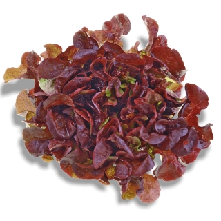 BIO Eichblattsalat Rot - Täglich frische Birnen Kaiser von unserem Bio und Knospe zertifiziertem Gemüse und Früchte Lieferanten 